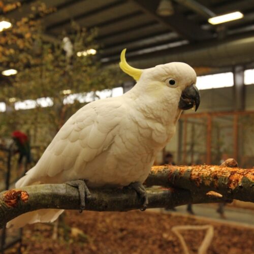 Výstava Exotika v Lysé 2017