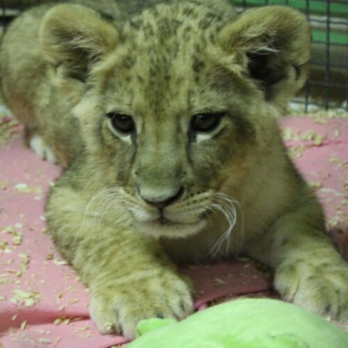 Výstava v Klatovech 2017