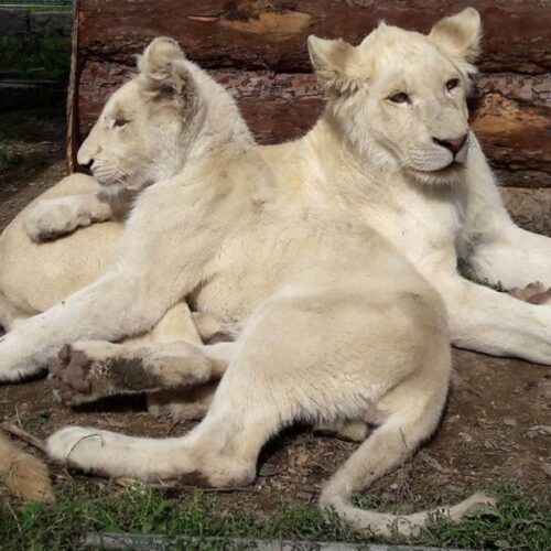 Biopark Štít – zahájení sezony 2018