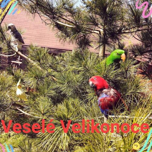 Velikonoce v barvách papoušků