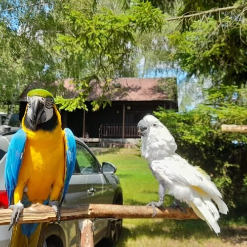 Papouščí den na Rozkoši