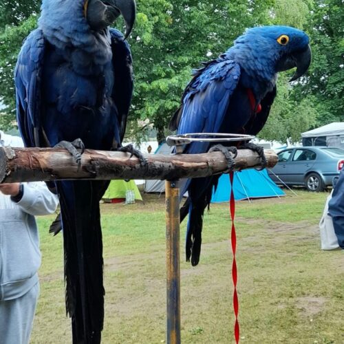 Sraz volnoletců na Krásném