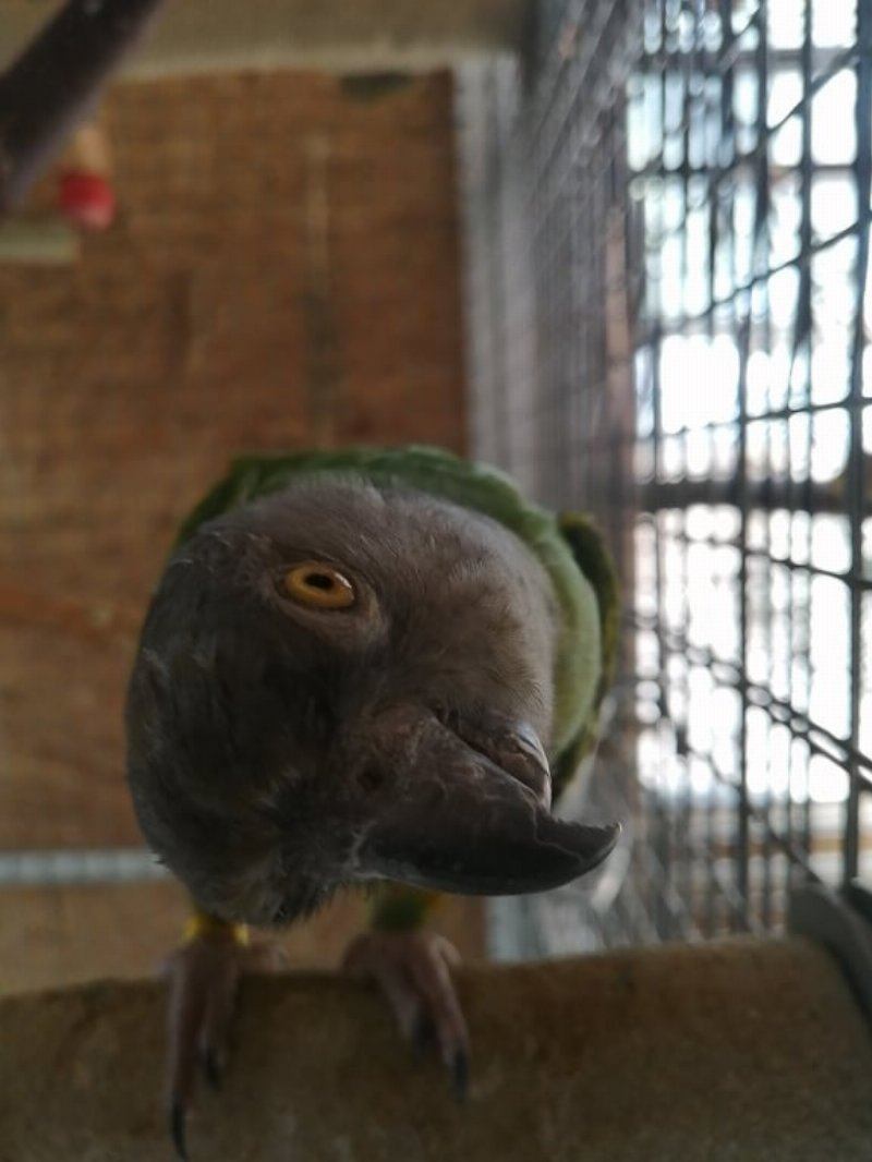 Lori