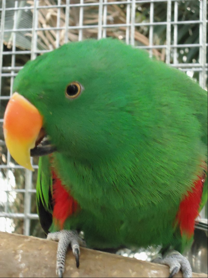 Oskar