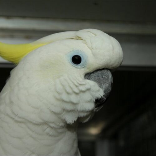 Chico