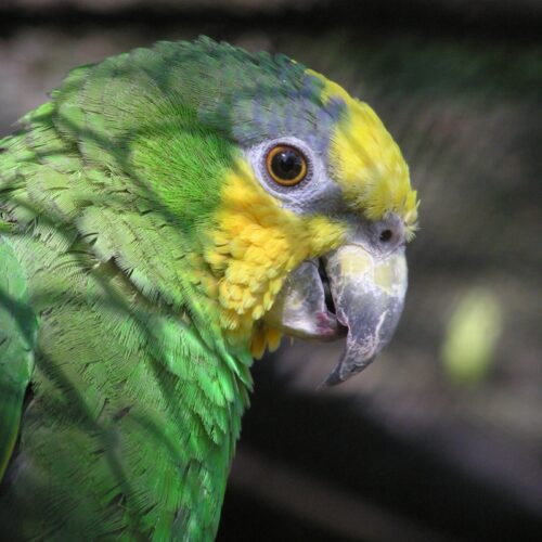 Eduard