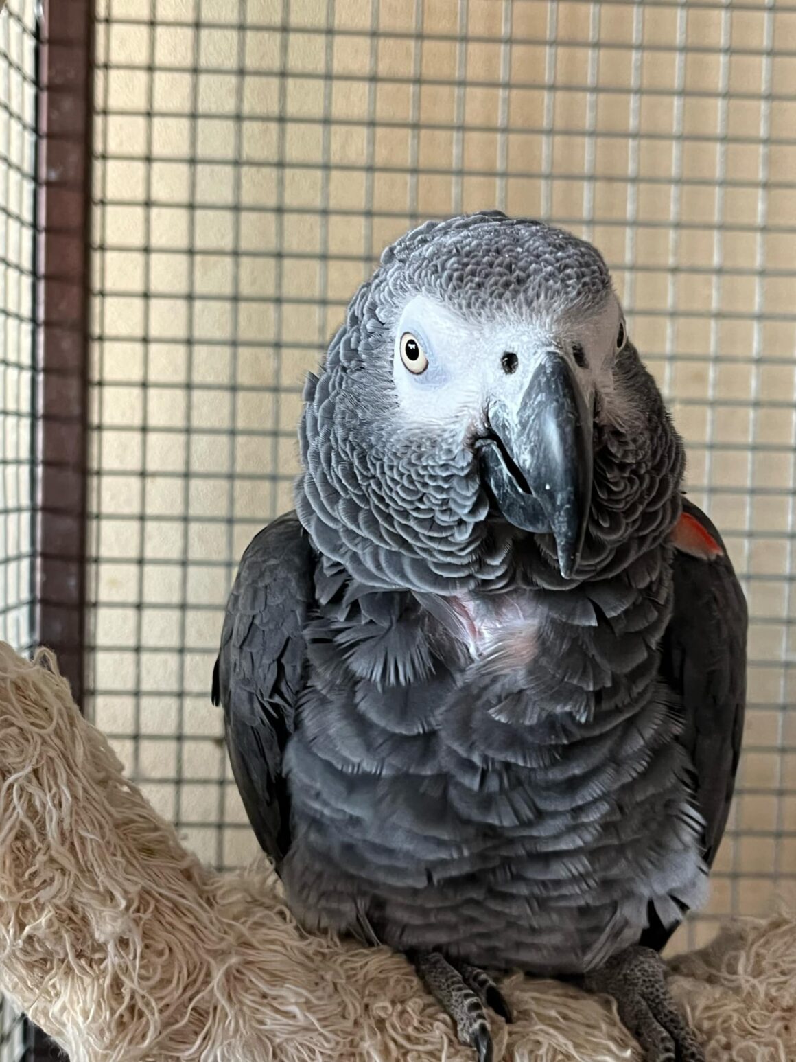 Pipi-Kuba