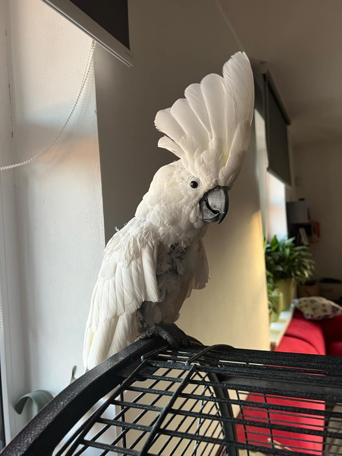 Lori