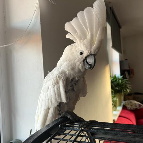 Lori