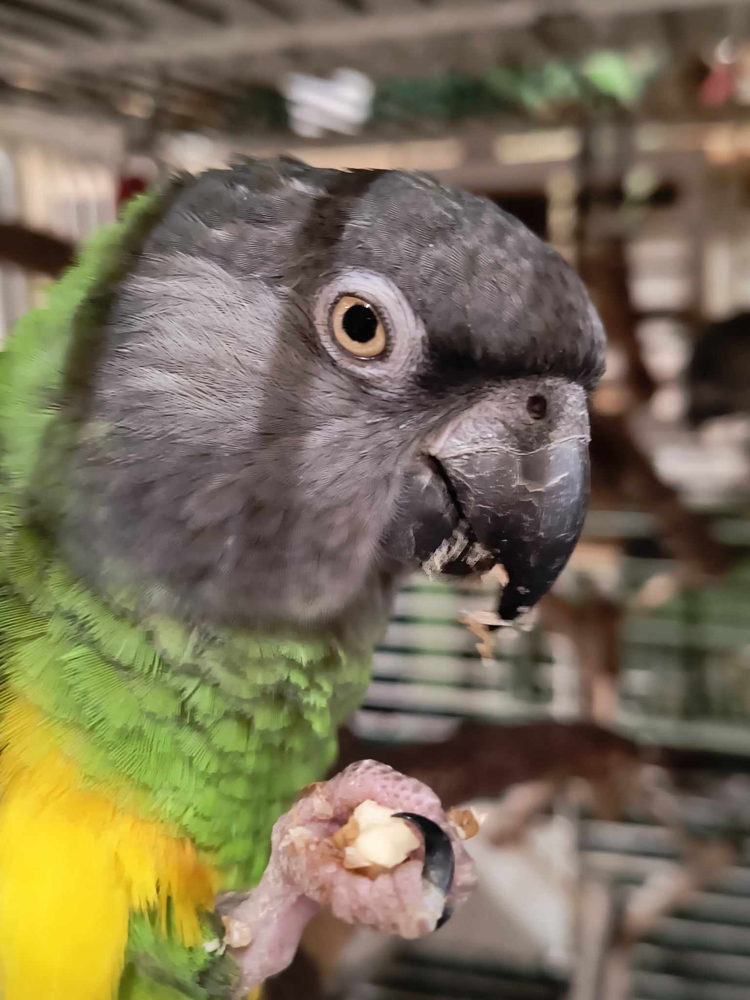 Pipi