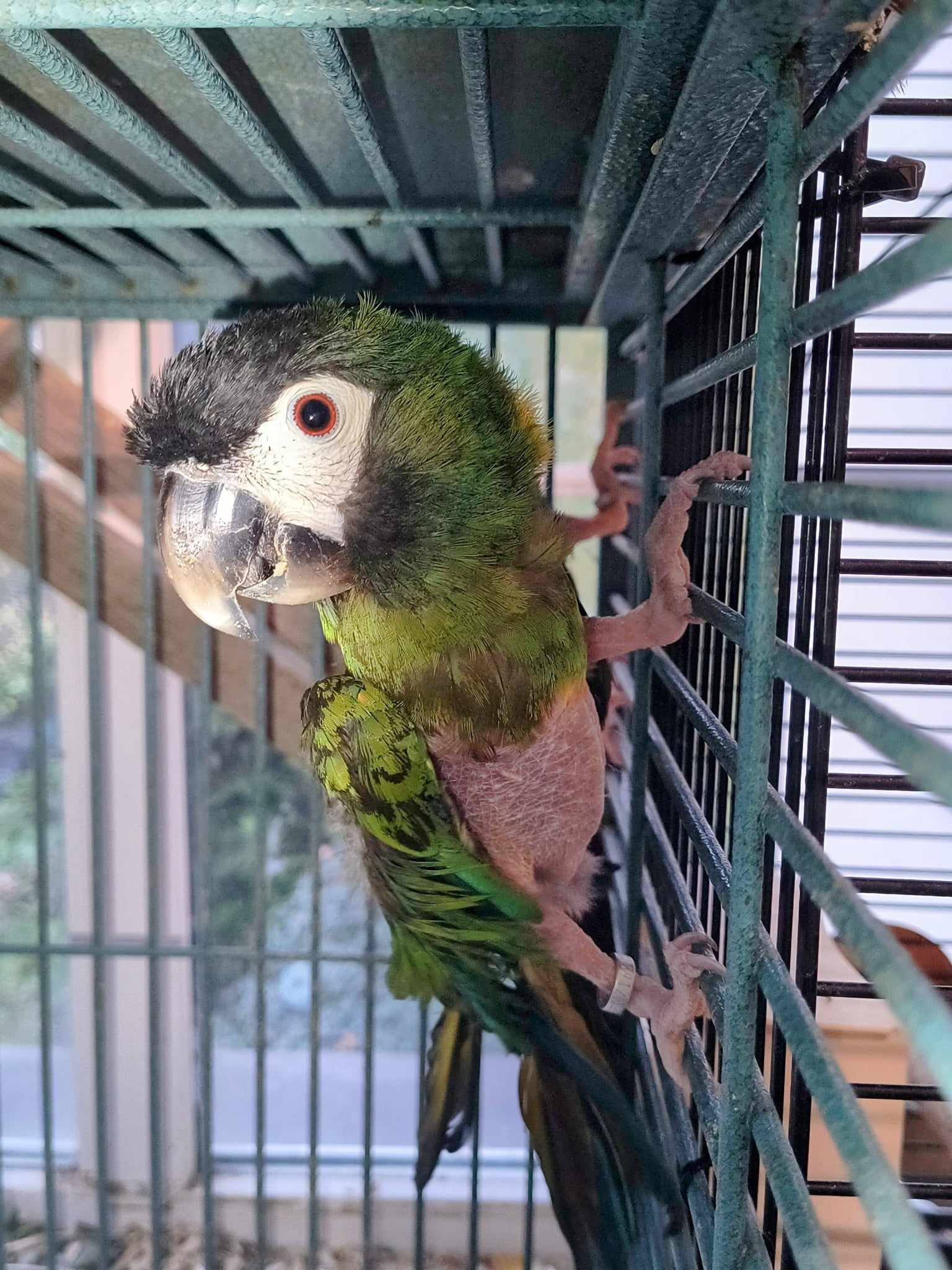Hilda