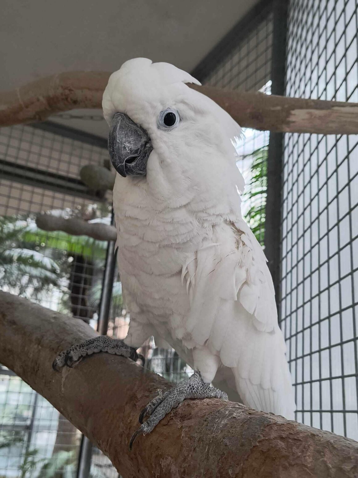 Coco