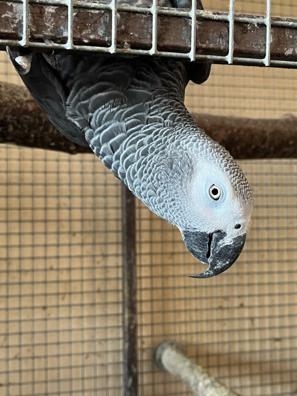 Karel