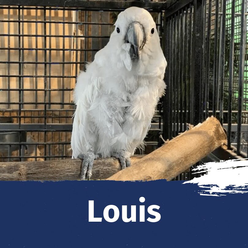 Louis