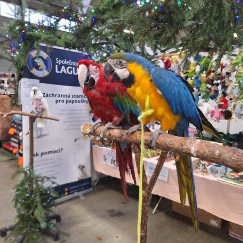 Vánoční trh v Lysé nad Labem