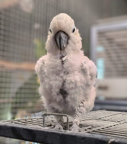 Koko