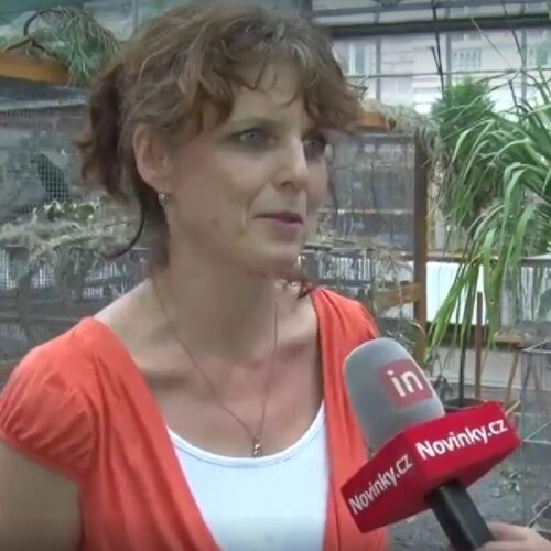 Článek – Opeření krasavci se předvádějí v pražské botanické zahradě
