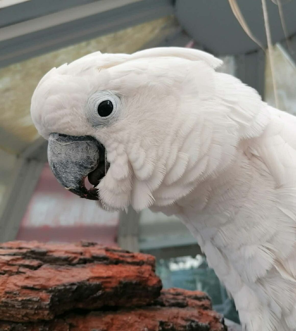 albi Albi